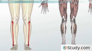 Your calf muscle is actually made up of three muscles that are attached to the achilles tendon in the posterior lower leg. Bones Of The Leg And Foot Names Anatomy Functions Video Lesson Transcript Study Com