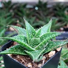 Image result for Aloe canis