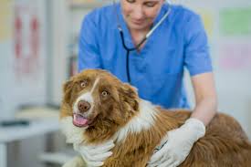 Why You Might Need to Take Your Pet to an Urgent Vet | Thunder Bay Veterinary  Urgent Care