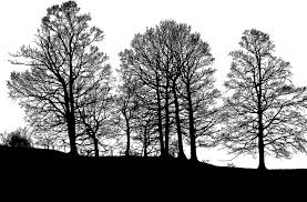 Download Forest Trees Silhouette Free Vector Graphic On Pixabay