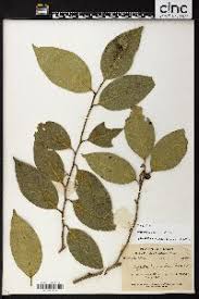 Image result for Drypetes mossambicensis