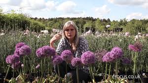 Allium bulbs should be planted in the fall. How To Grow Alliums Crocus Co Uk Youtube