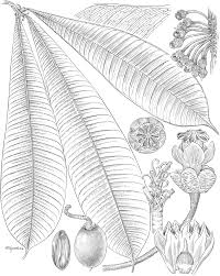 Image result for Englerophytum