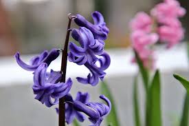 Maybe you would like to learn more about one of these? Hyacinth Color Blue Bulbous Plants Free Photo On Pixabay