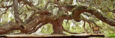 We did not find results for: Panoramas And Cityscapes Will Dickey Florida Fine Art Nature And Wildlife Photography Images Of Florida S First Coast Nature And Landscape Photographs Of Jacksonville St Augustine Florida Nature Preserves