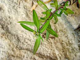 Image result for Eclipta prostrata