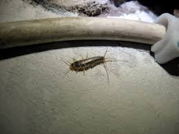 Many of our competitors simply treat the symptoms with monthly pest control services without inspections. Silverfish Pest Control Alpine Pest Control Vancouver