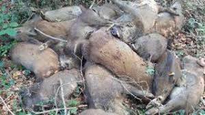 Ils sont également disponibles sur ton appareil mobile préféré. Un Tas De Sangliers Retrouves Morts En Foret D Eu