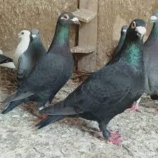1 672 Moy Aresei 10 Sxolia Guvercin Sevdalilari Guvercin 1ask Sto Instagram Masallah Alintidir Pigeon Pigeonlove En 2020 Palomas Mensajeras Animales Paloma