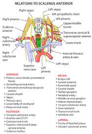 In addition, via the pericardiophrenic artery it supplies the mediastinum, thymus, phrenic nerves and pericardium. 37 Arteries Anatomy Ideas Arteries Anatomy Anatomy Medical Anatomy