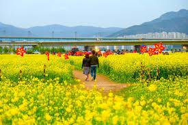 The following image below is. 5 Festival Bunga Musim Semi Paling Romantis Di Korea Selatan Kumparan Com