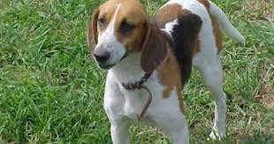 Treeing Walker Coonhound F 3 Years 33 Lbs Spayed Named Peggy In New Bern Nc Colonial Capital Humane Socie Treeing Walker Coonhound Coonhound Humane Society