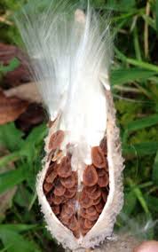 This Common Milkweed A Syriaca Pod Is Ready To Pick Note The Seeds Are Brown In Color The Pod Is Dry And Read Seed Dispersal Milkweed Seeds Milkweed Pods