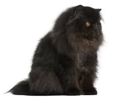 You can sort these arabic cat names by gender and you can view their full meanings by clicking on the name. Awesome Names For Your Devilishly Handsome Black Cat Cat Appy