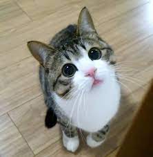 ダ ヴィンチニュースで 幸運を招く猫 すずめちゃん が贈る 毎日がハッピーになる31のメッセージ すずめ kadokawa のあらすじ レビュー 感想 発売日 ランキングなど最新情報をチェック ネコ 人生 幸せ 猫 子猫 かわいい子猫 キュートな猫
