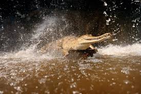 Quick Facts About Saltwater Crocodiles
