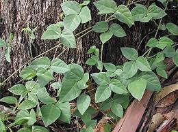 Image result for Macrotyloma daltonii