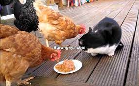 Yuk, kreasikan stok ayam di kulkas anda dengan 5 resep ayam dada berikut ini. Apa Kucing Boleh Makan Daging Ayam Burungnya Com