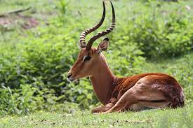 Impala - Serengeti Park