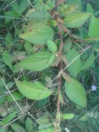 Image result for Corchorus schimperi