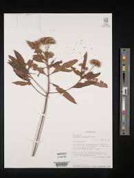 Image result for Dewildemania filifolia