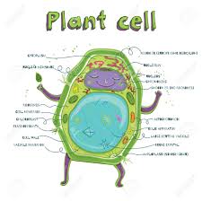 Check spelling or type a new query. Cartoon Vector Illustration Of Structure Of Plant Cell Illustration Showing The Plant Cell Anatomy Royalty Free Cliparts Vectors And Stock Illustration Image 66680291