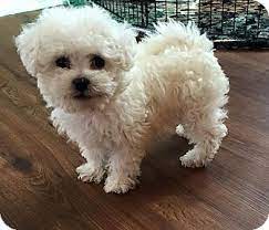 We have maltipoo puppies that have been adopted by new jersey families! Troy Mi Miniature Poodle Lhasa Apso Mix Meet Chloe A Puppy For Adoption Puppy Adoption Maltipoo Puppy Miniature Poodle