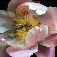 Pin By Teresa Olson Hart On Macro Flowers In 2020 Iris Flowers Macro Flower Flower Painting