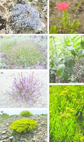 Image result for Haumaniastrum