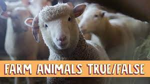 Do you try to buy used machinery first? Know Your Farm Animals Try To Get 10 10 On This Quiz Explore Awesome Activities Fun Facts Cbc Kids