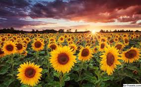 Bunga matahari adalah salah satu tanaman berbunga. Bagaimana Untuk 22 Wallpaper Bunga Cantik 2021