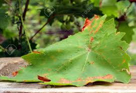 Image result for Pseudopeziza tracheiphila