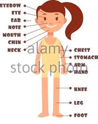 There are almost 78 organs in a human body which vary according to their sizes, functions or actions. Cartoon Little Girl Vocabulary Of Human Body Parts Vector Set Illustration Of Female Kid Body Name Vocabulary Stock Vector Image Art Alamy