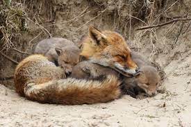 Fox Cubs 101 Growth Stages Feeding Care Pet Keen