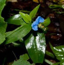 Image result for Commelina kotschyi