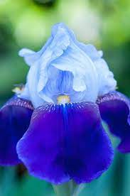 Blaesing 1124 Jpg Iris Flowers Blue And Purple Flowers Purple Flowers