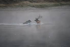 If its a grizzly, pray to whatever god you believe in that it grants you a swift and relatively painless death. Yellowstone Grizzly Bear Attacks And Kills Bull Elk In Brutal Nature Video