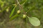 Image result for Elaeodendron schlechterianum