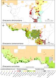 Image result for Dracaena camerooniana