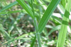 Image result for Urochloa dictyoneura