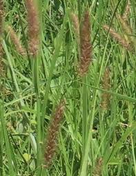 Image result for Cenchrus biflorus