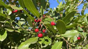 Image result for Apodytes dimidiata