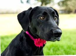 Maybe you would like to learn more about one of these? Adopt Luna 17 On Petfinder Labrador Retriever Black Labrador Retriever Labrador Retriever Dog