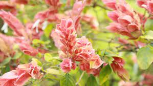 This Plant S Flowers Look Like Tiny Shrimp In 2021 Plant Care Houseplant Plants Trees To Plant