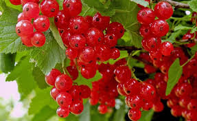 Johannisbeeren Richtig Pflanzen Rote Johannisbeeren Johannisbeere Schneiden Garten Anpflanzen