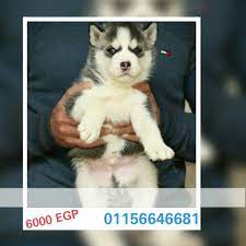 مصر الإسماعيلية كلاب هاسكي للبيع عندهم 45 يوم مطعمين pet4sell dogs animals husky
