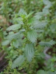 Image result for Urtica urens