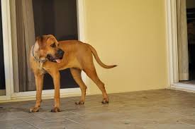 15,194 likes · 448 talking about this. Kensha Tosa Inu Puppy Mumbai 2218