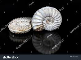 Image result for Pleioceras