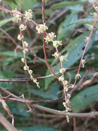 Image result for Anisophyllea